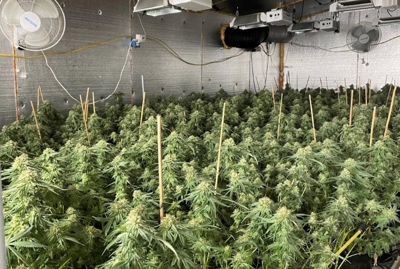 Police Bust Illegal Cannabis Site in Maine – 4,700 Marijuana plants Seized, 3 Arrested