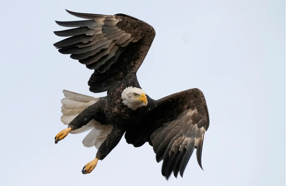 Two Men Dragged To Court For Allegedly Killing Protected Eagles and Selling Them On Black Market