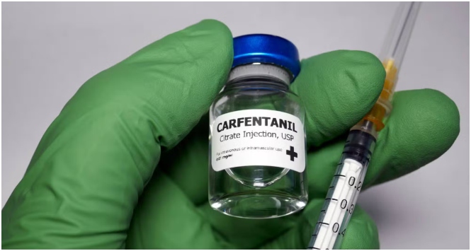 Carfentanil, a Weapons-Grade Opioid 100 Times Stronger Than Fentanyl, Surges Across U.S. Drug Supply